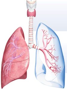 dorean-spirometrisi